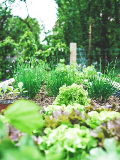 Garten & Pflanzen